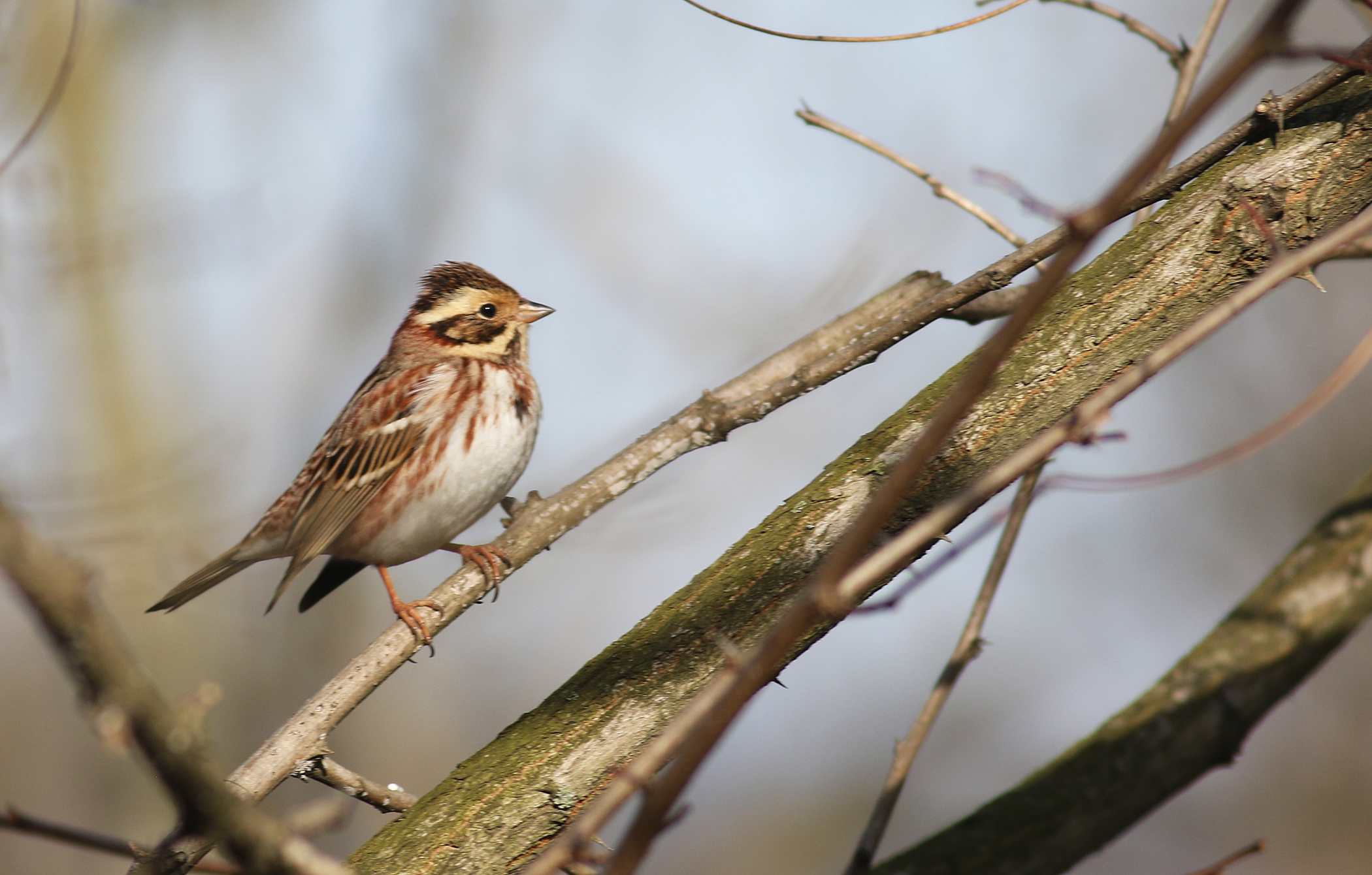 Rustic Bunting